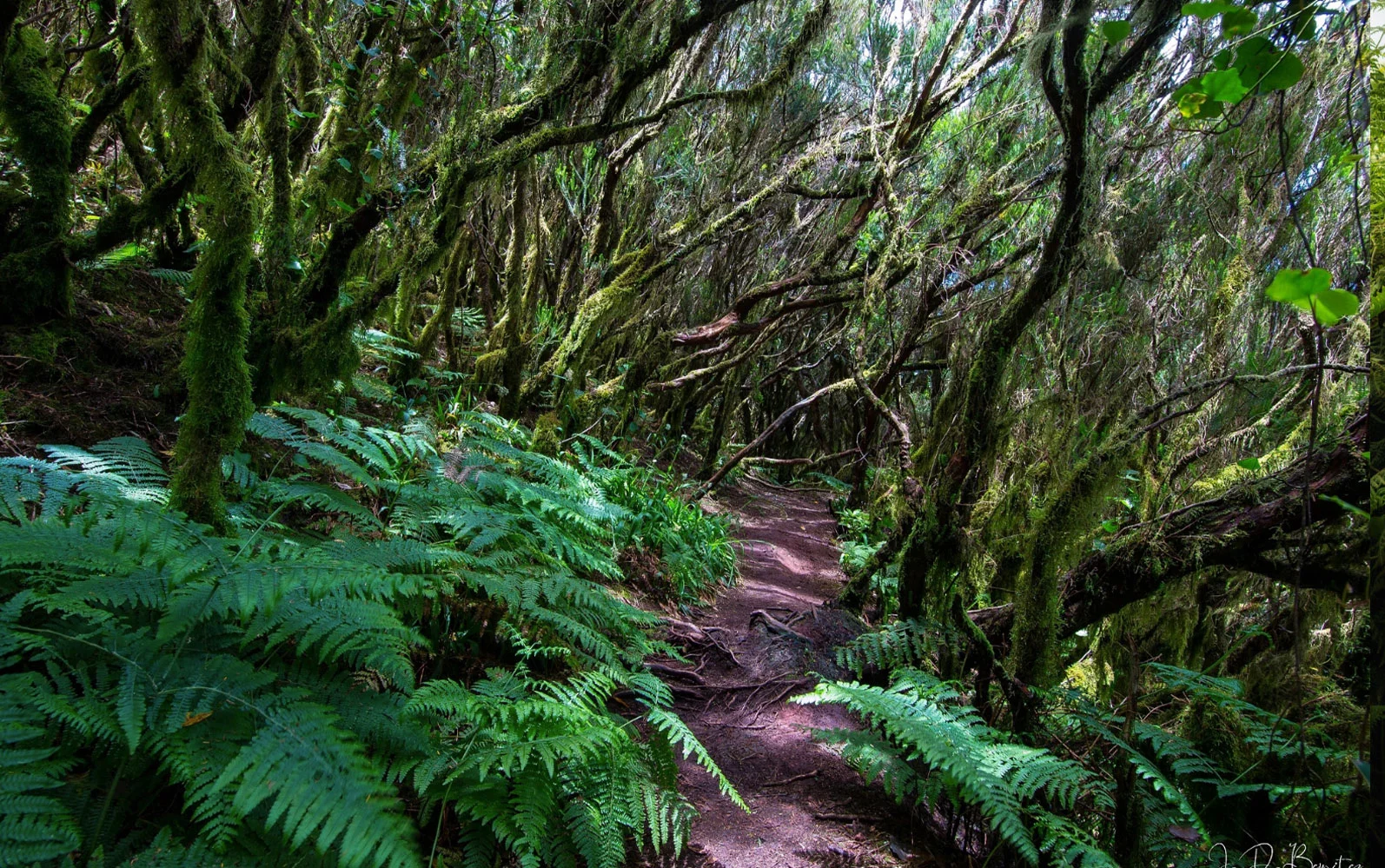 forest-rwanda