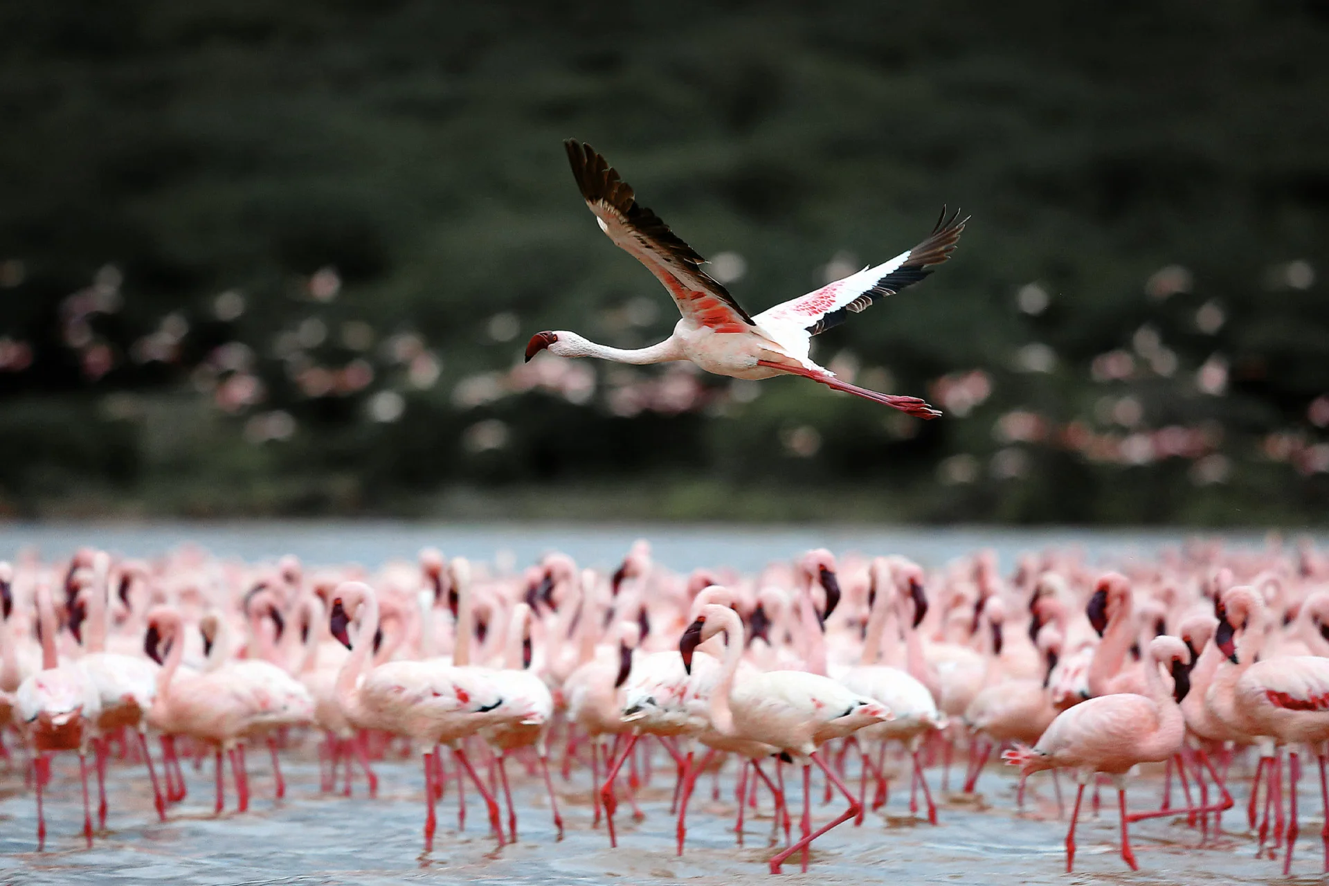 manyara bird