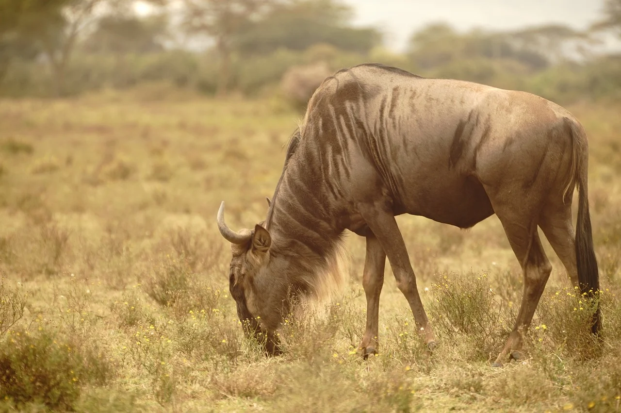 wildebeest-6275286_1280