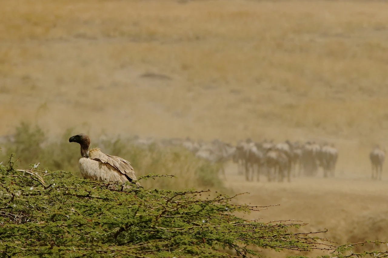 wildlife-2630549_1280